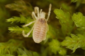 Media type: image;   Invertebrate Zoology 29554